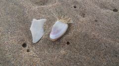 Donacidae