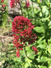 Centranthus