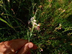 Oenothera hispida