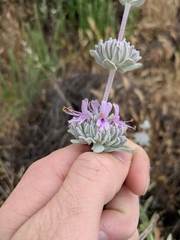 Salvia leucophylla