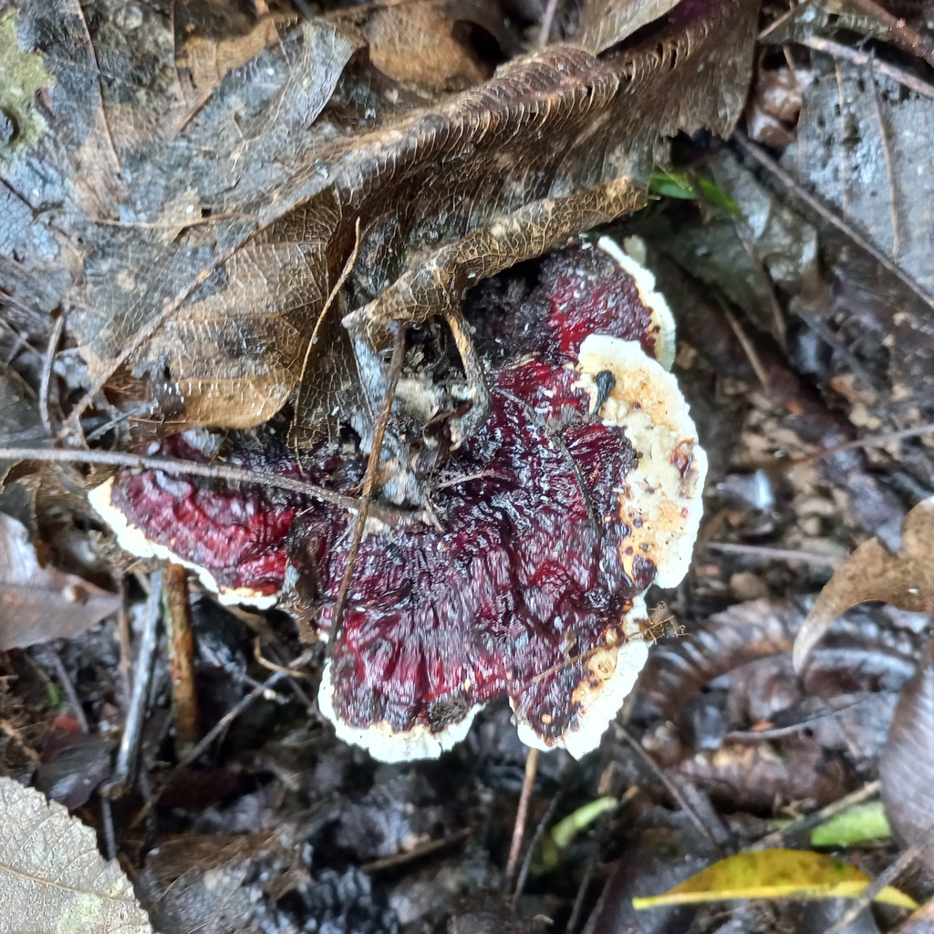 Earliella scabrosa · April 2024 · photo: © patricia_mees (iNaturalist, cc-by)