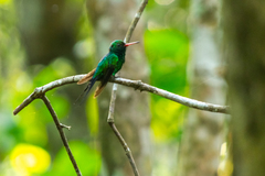 Cynanthus forficatus