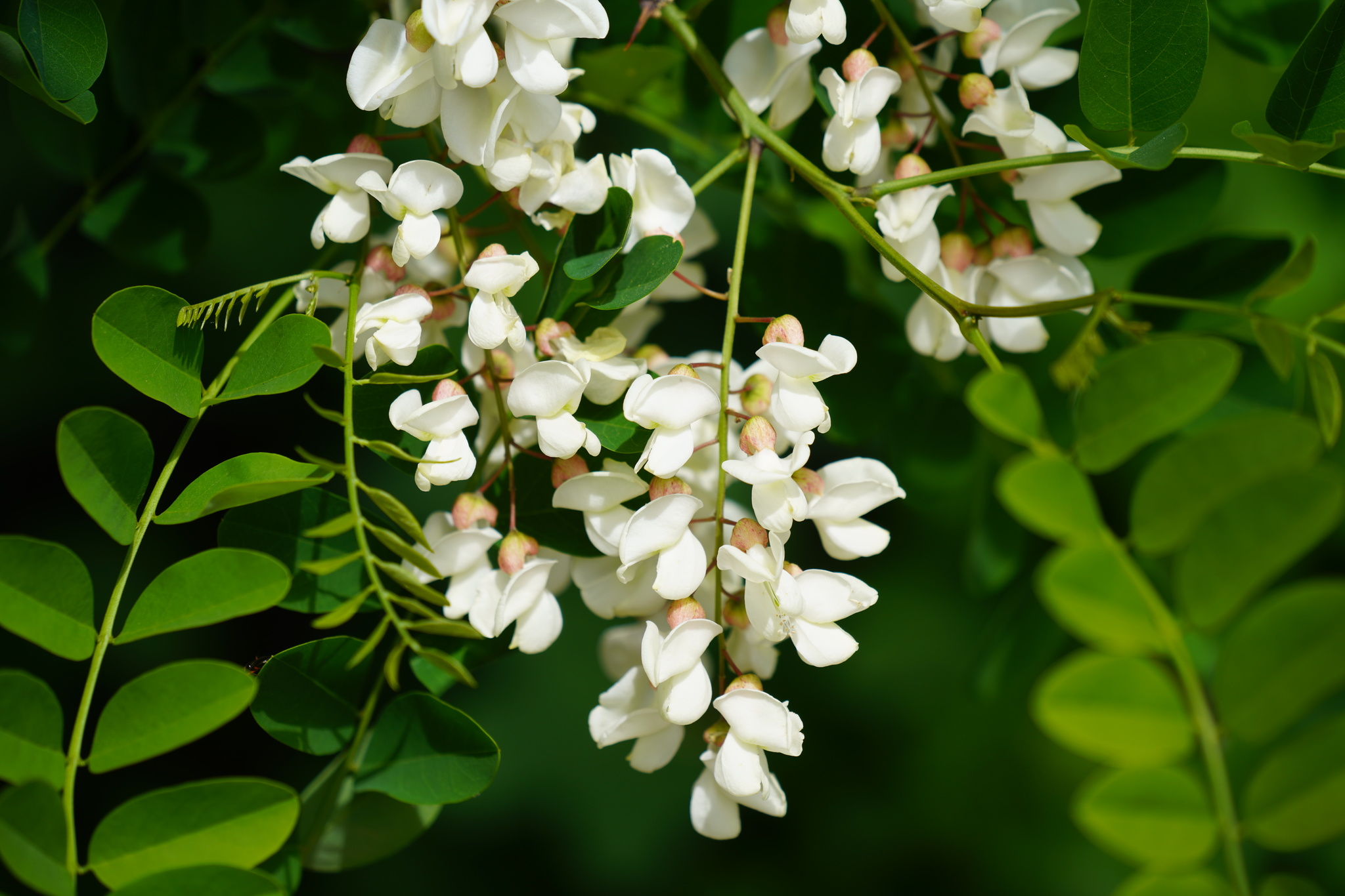 Robinia Pseudoacacia