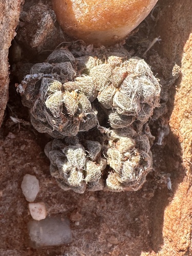 Foto de Rosa-do-deserto