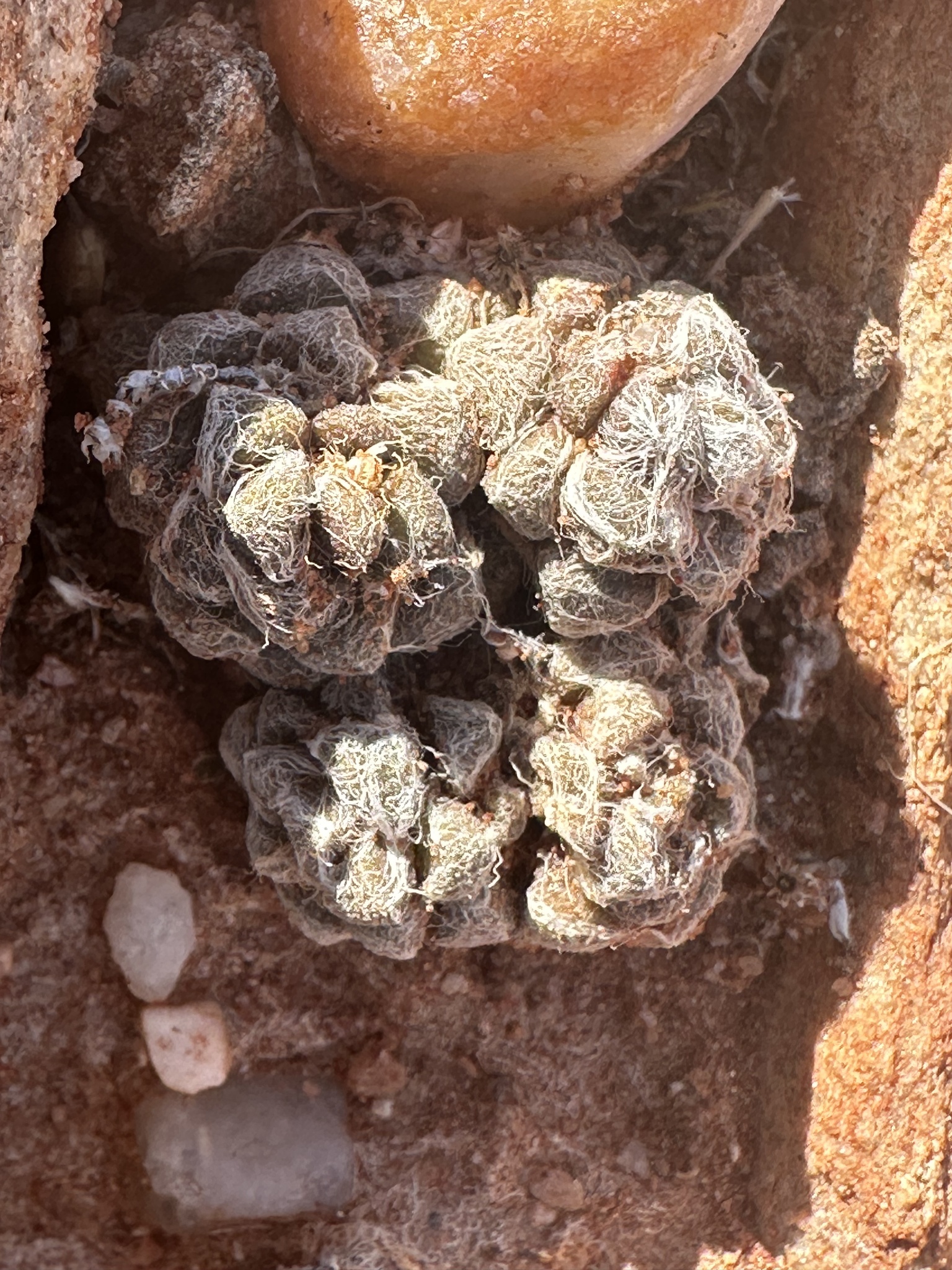 Imagem de Rosa-do-deserto