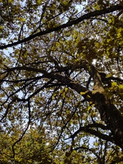 Chiranthodendron pentadactylon