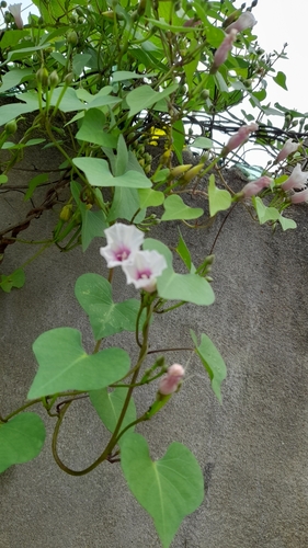Image of Ipomoea amnicola by (c) Pablo H Capovilla, some rights reserved (CC BY)