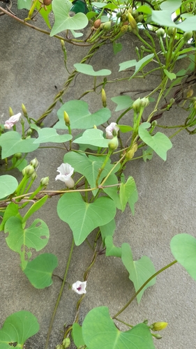 Image of Ipomoea amnicola by (c) Pablo H Capovilla, some rights reserved (CC BY)
