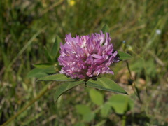 Trifolium pratense