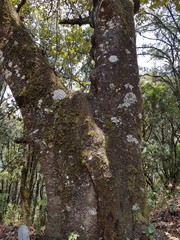 Chiranthodendron pentadactylon