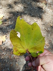 Chiranthodendron pentadactylon