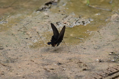 Papilio dialis