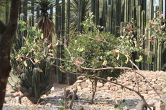 Senegalia crassifolia