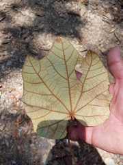 Chiranthodendron pentadactylon