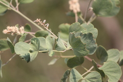 Senegalia crassifolia