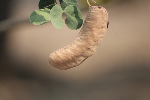 Senegalia reniformis, photograph 2