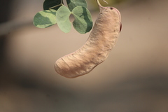 Senegalia crassifolia