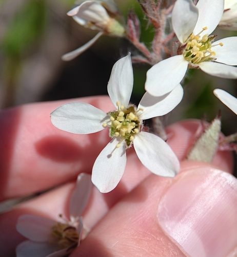 Amelanchier canadensis