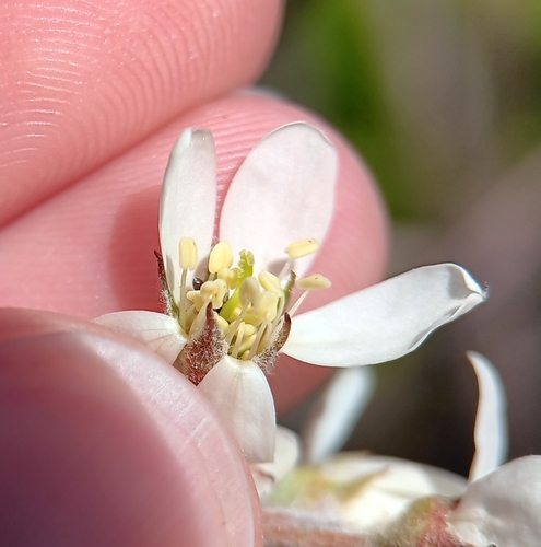 Image of Amelanchier canadensis by (c) Tyler Ekholm, some rights reserved (CC BY)