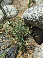 Boechera sparsiflora