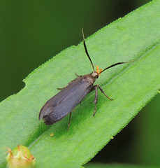 Dichomeris nonstrigella