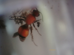 Dasymutilla ursus