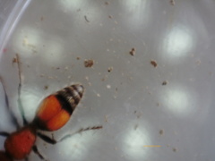 Dasymutilla ursus