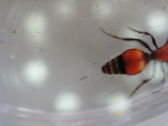 Dasymutilla ursus