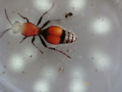 Dasymutilla ursus
