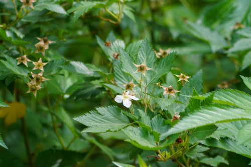Image of Rubus trifidus by (c) WATANABE Hitoshi 渡辺仁, some rights reserved (CC BY)