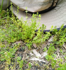 Cruciata pedemontana
