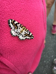 Abraxas grossulariata