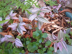 Tradescantia zebrina zebrina