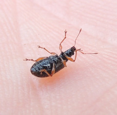 Phyllobius oblongus