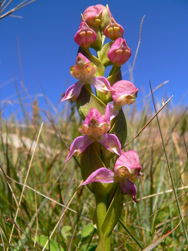 Disperis cooperi