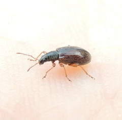 Phyllobius oblongus