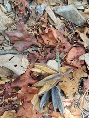 Chiranthodendron pentadactylon