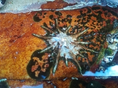 Scutellastra longicosta