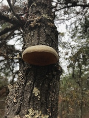 Pseudospongipellis unicolor