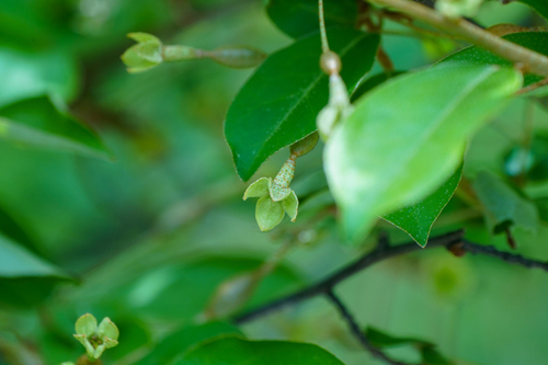 Cherry Silverberry (Elaeagnus multiflora)