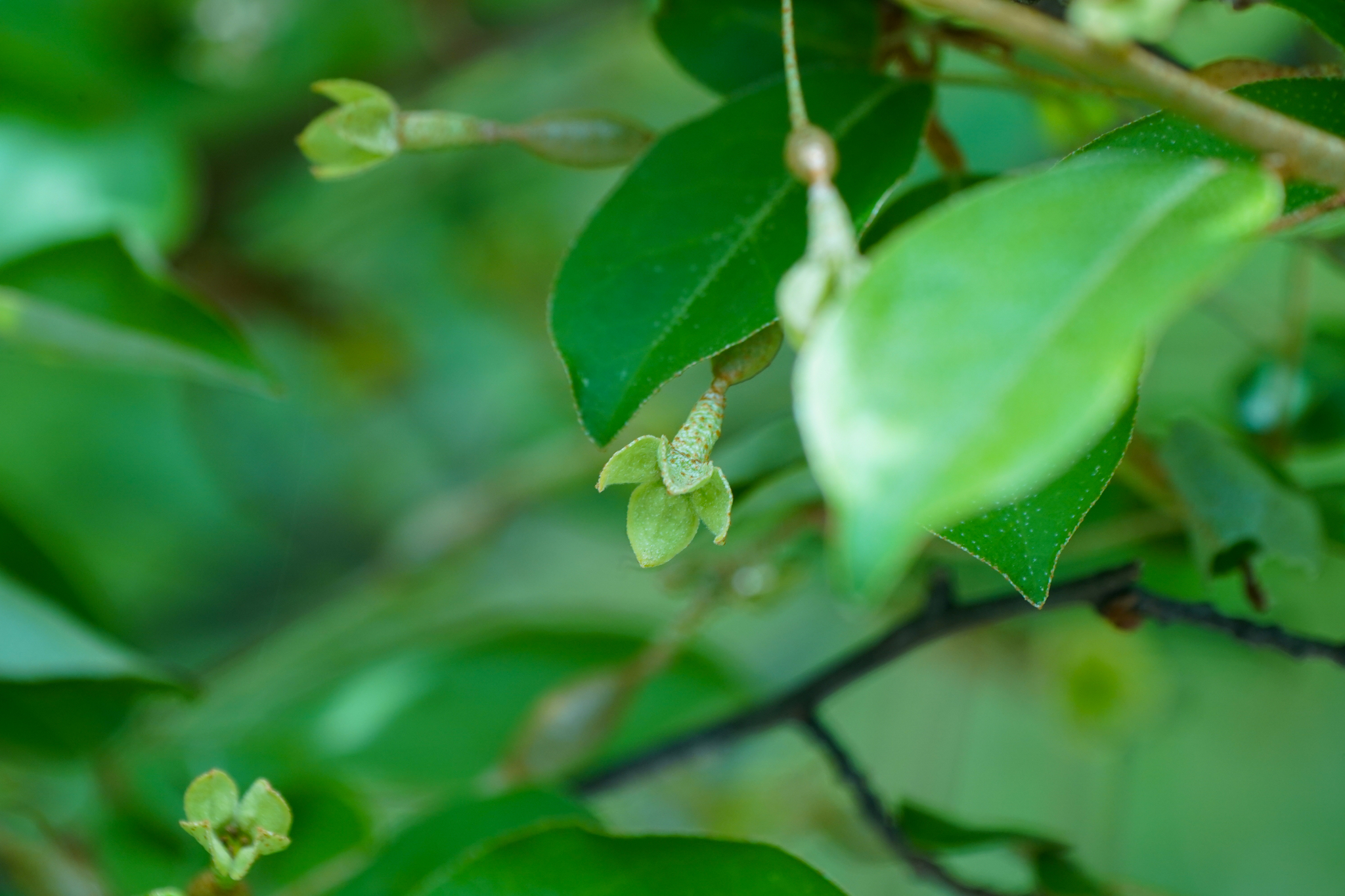 Cherry Silverberry (Elaeagnus multiflora)