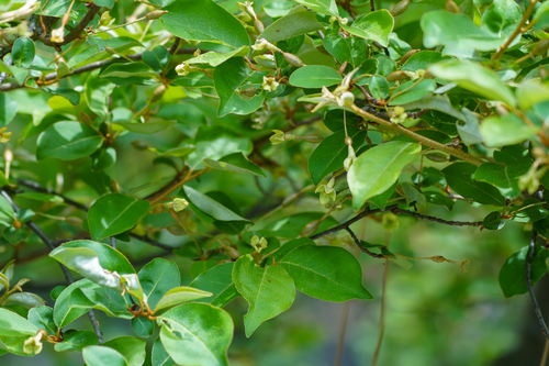 Elaeagnus multiflora, photograph 1