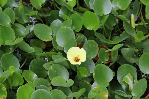 Image of Hydrocleys nymphoides by no rights reserved