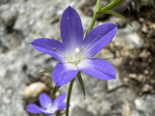 Colorado Venus' looking-glass (Triodanis coloradoensis)