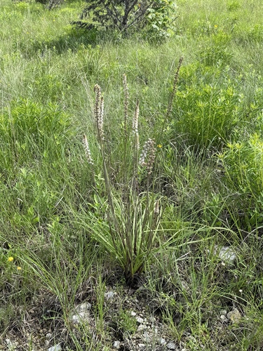 Image of Schoenocaulon texanum by (c) Gary Bowers, some rights reserved (CC BY)