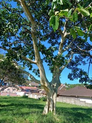 Ficus bubu, photograph (c) Margaret Burger, some rights reserved (CC BY-SA)