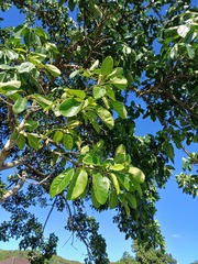 Ficus bubu, photograph (c) Margaret Burger, some rights reserved (CC BY-SA)