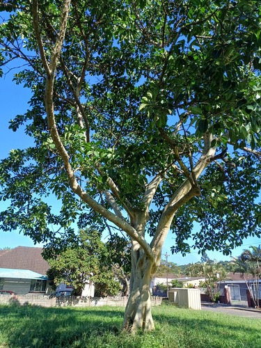 Ficus bubu, photograph 5