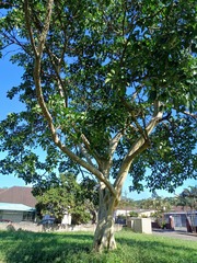 Ficus bubu, photograph (c) Margaret Burger, some rights reserved (CC BY-SA)