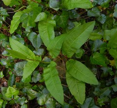 Rumex sanguineus